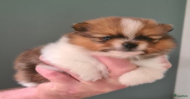 Pomeriaan honden - Advertentie 6