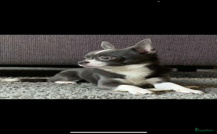 Chihuahua honden - Advertentie 4