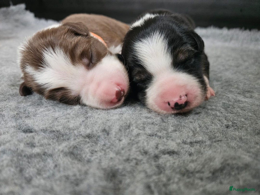 Border Collie honden te koop: Border collie pups - Advertentie 2