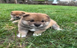 Shiba honden te koop: Shiba Inu pups (nog 1 reutjes beschikbaar) - Afbeelding 8