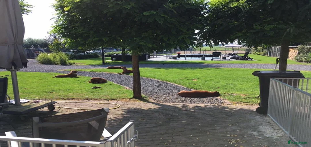 Galerij afbeelding {{count}}