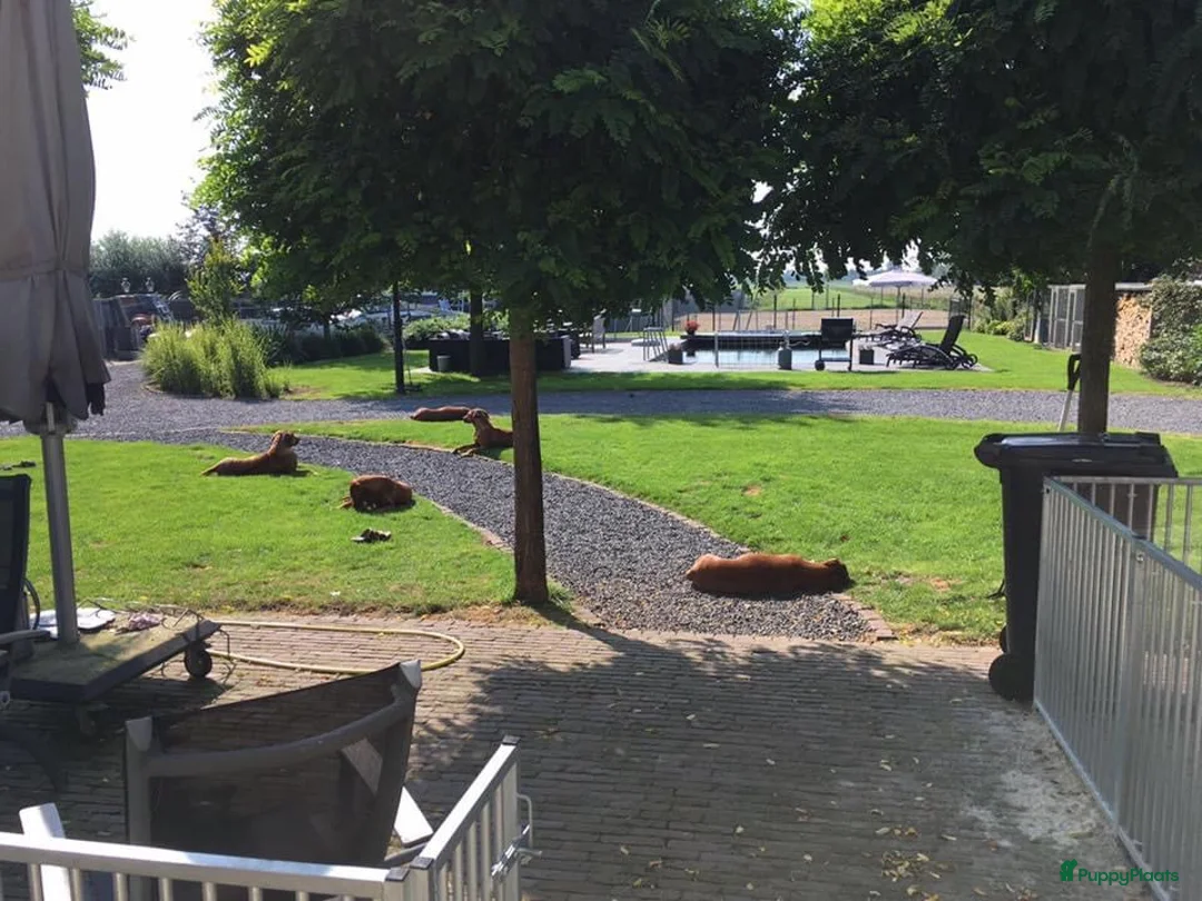 Galerij afbeelding {{count}}