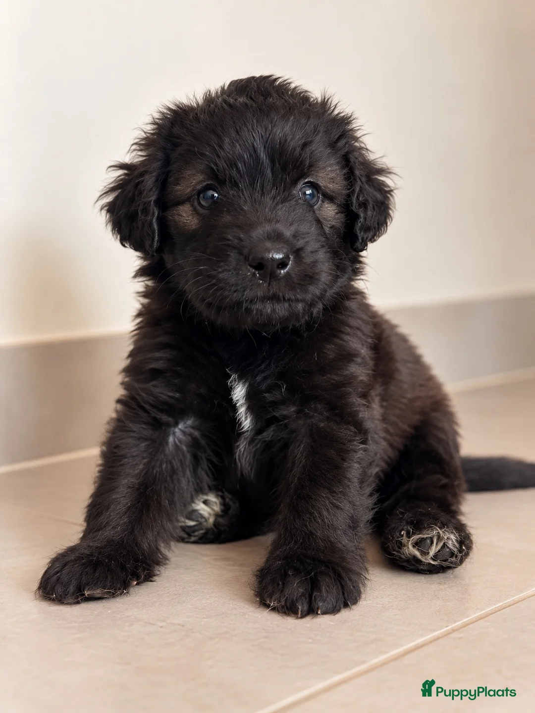 Goldendoodle honden te koop: Mini golden-doodle pups!  - Advertentie 2