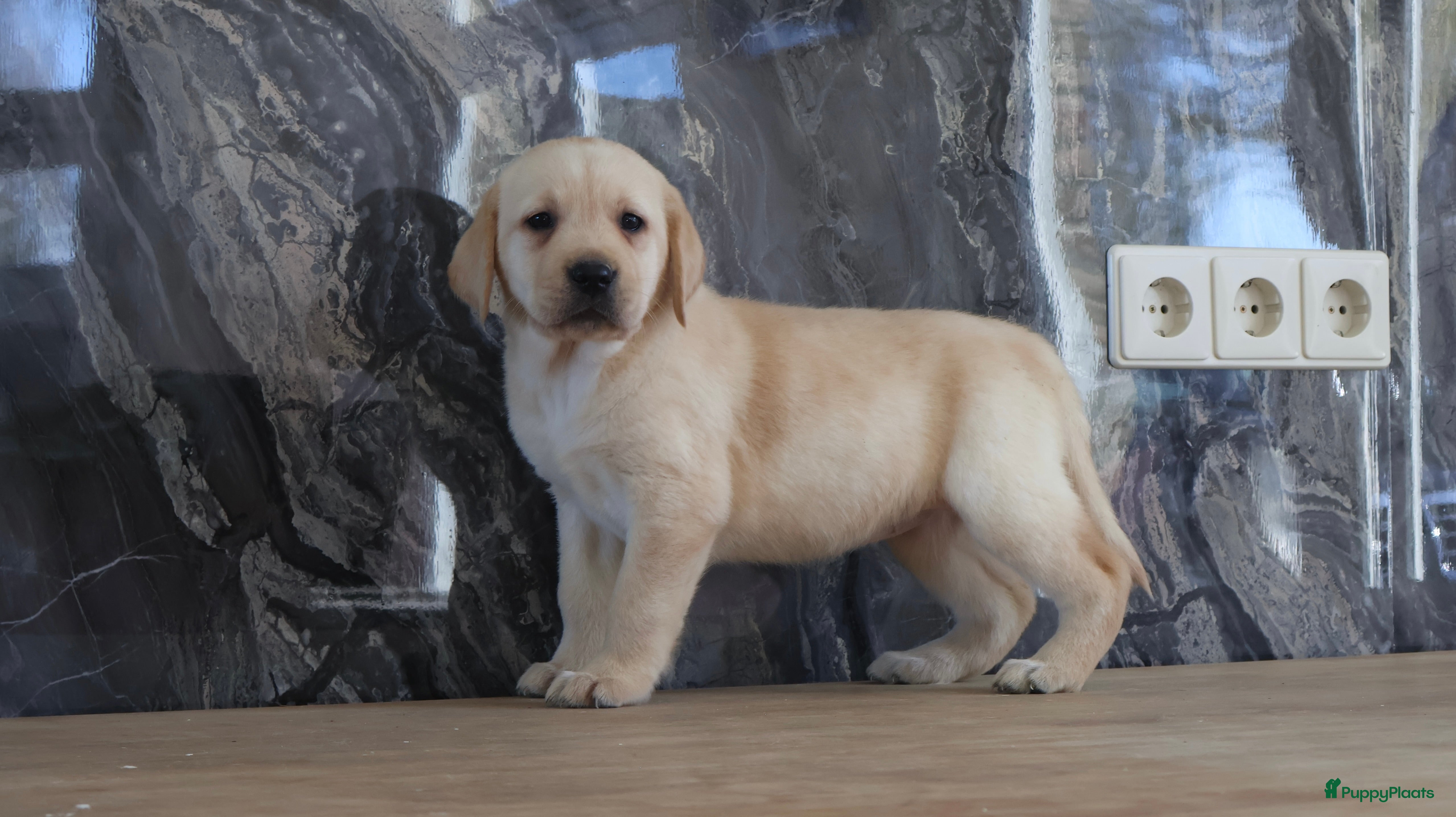 Labrador Retriever honden Hele knappe labrador pups te koop. - Advertentie 4