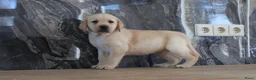 Labrador Retriever honden te koop: Hele knappe labrador pups te koop. - Advertentie 7