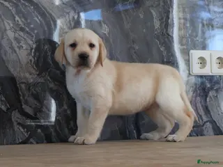 Labrador Retriever honden Hele knappe labrador pups te koop. - Advertentie 4