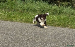 Spaanse Waterhond honden te koop: Spaanse Waterhond pups - Afbeelding 18
