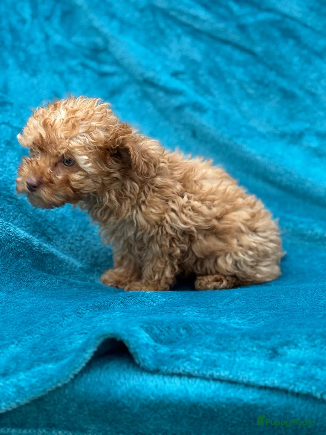 Poedel Toy honden te koop: Toypoedel toy poedel - Advertentie 6