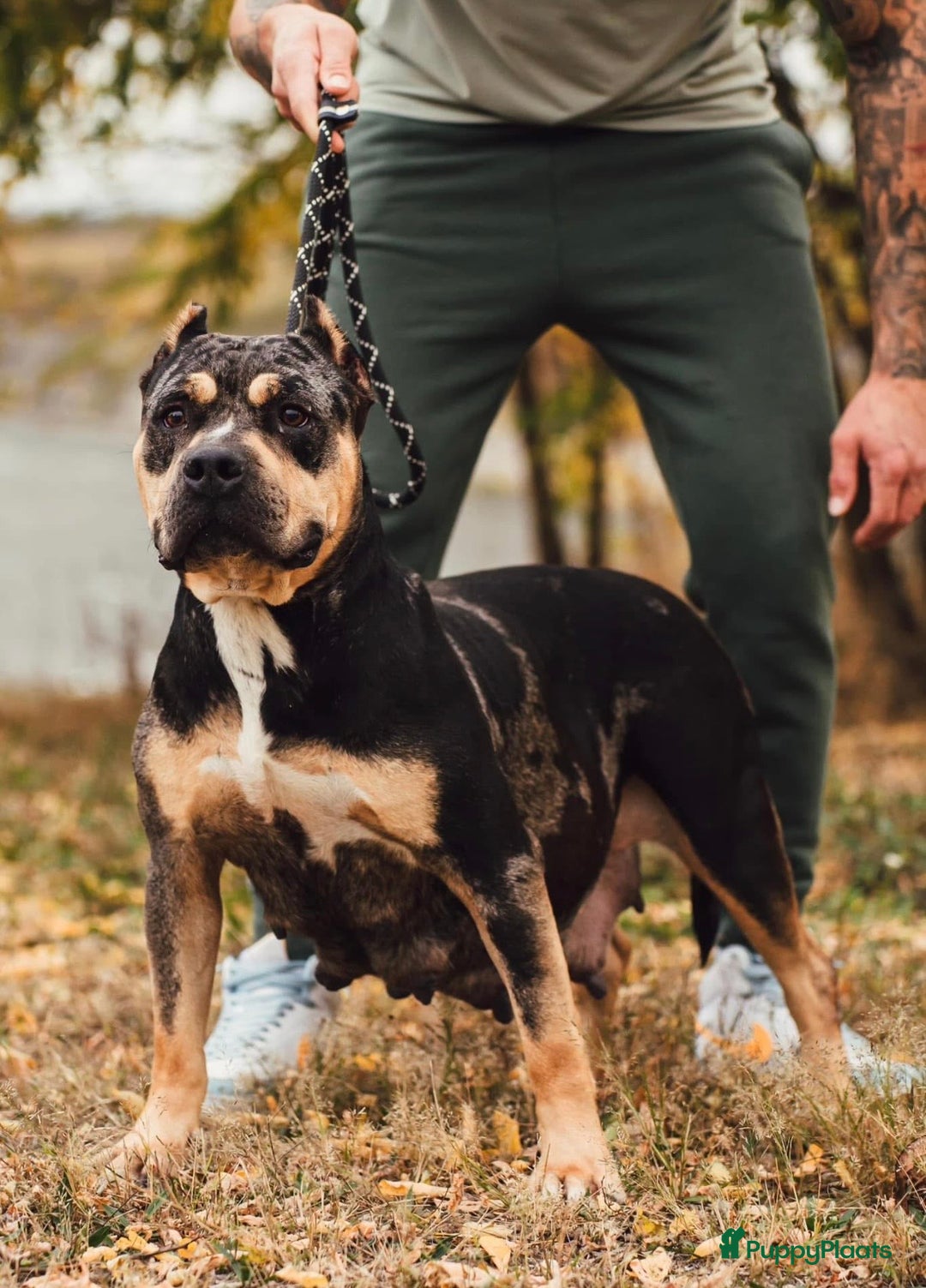 Amerikaanse Bully honden te koop: American Bully Xl ( stamboom zelf regelen)  - Advertentie 1
