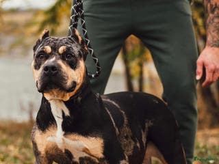Amerikaanse Bully honden American Bully Xl ( stamboom zelf regelen) - Advertentie 4