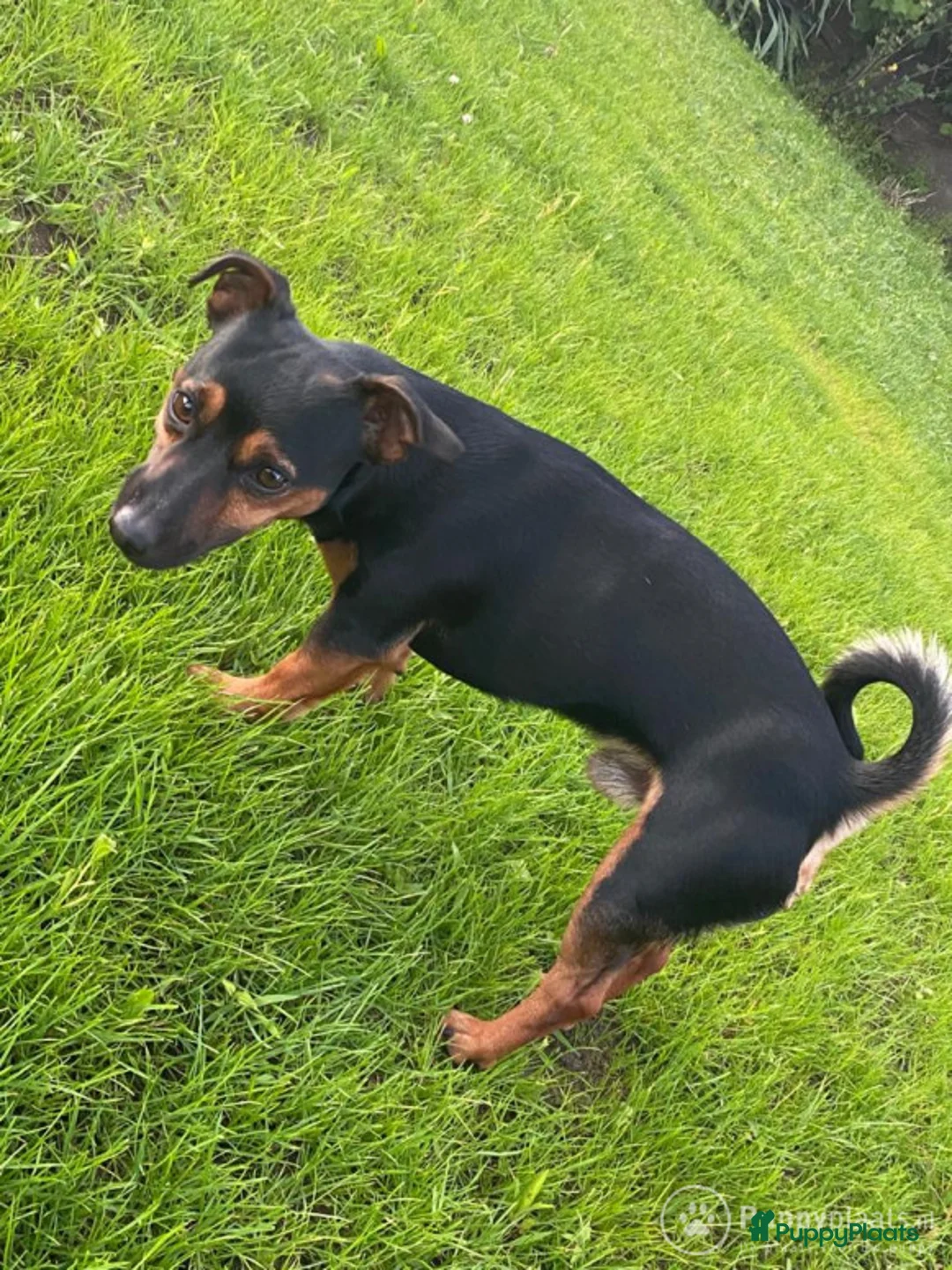 Jack Russel Terriër honden ter dekking: Jack Russel Black&tan  dek reu in Rietmolen - Advertentie 3