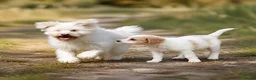 Kruising honden te koop: Kruising Cavalier King Charles Spaniel - Advertentie 12
