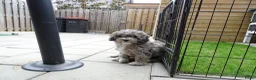 Kruising honden te koop: Prachtige dwerg/toy poedel puppys - Advertentie 30