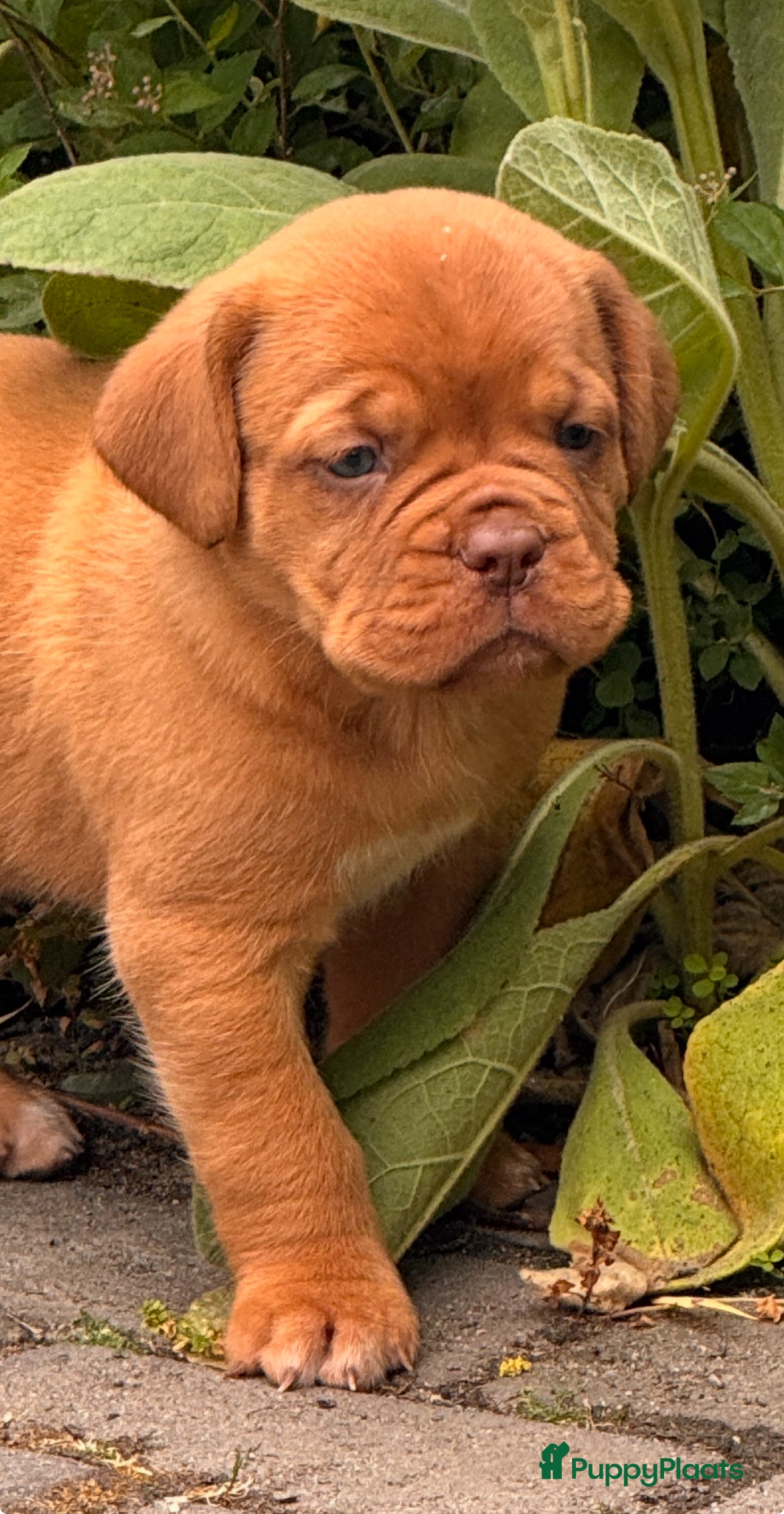 Bordeaux Dog honden Bordeaux dog pups bordeauxdog  - Advertentie 1