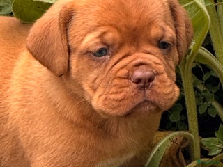 Bordeaux Dog honden Bordeaux dog pups bordeauxdog - Advertentie 5