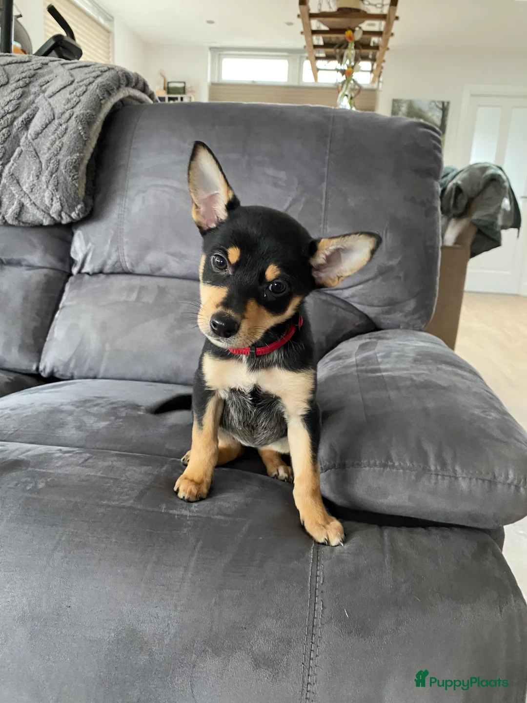 Australian Kelpie honden te koop: Working kelpie nog 1 reutje beschikbaar - Advertentie 4