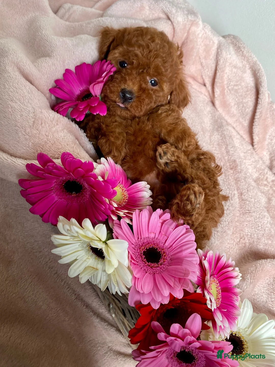 Poedel Toy honden te koop: Toy poedel abrikoos - Advertentie 2