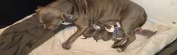 Amerikaanse Bully honden te koop: Mooie pups  - Advertentie 2