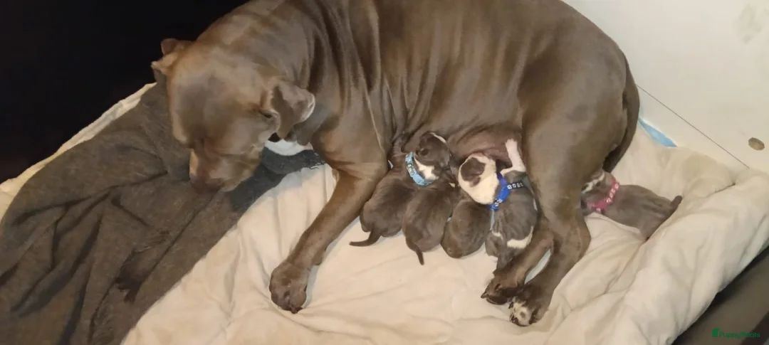 Amerikaanse Bully honden te koop: Mooie pups  - Advertentie 2