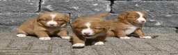 Nova Scotia Duck Tolling Retriever honden te koop: Nova Scotia Duck Tolling Retriever pups # Toller - Advertentie 16