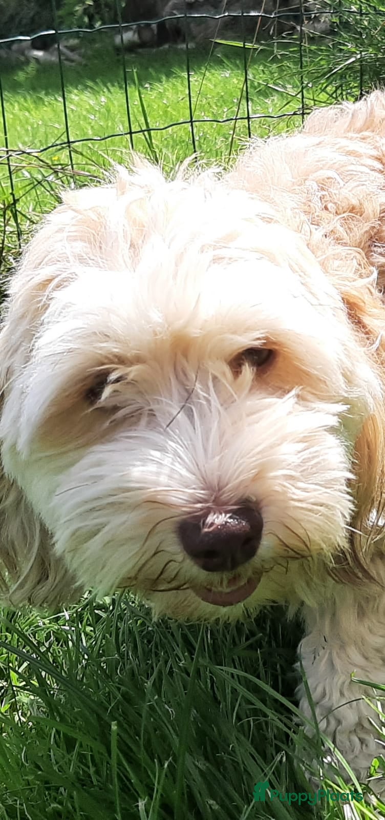 Havanezer honden Super mooie gezonde Havanezerpups met fci stamboom - Advertentie 1