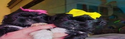 Shih Tzu honden te koop: Imperial Shih Tzu pups te koop - Advertentie 5