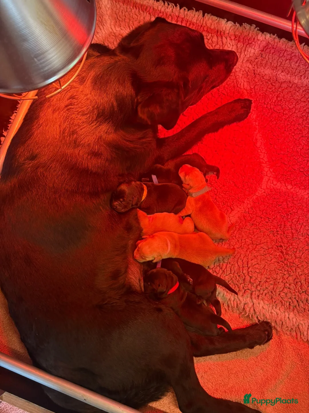 Labrador Retriever honden te koop: Prachtige zwarte labrador van extreem lieve moeder - Advertentie 2