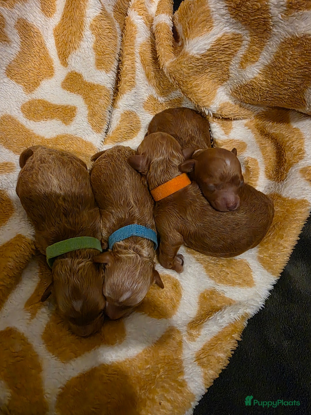 Dwergpoedel honden te koop: Xenna drachtig van 5 puppy's  - Advertentie 7