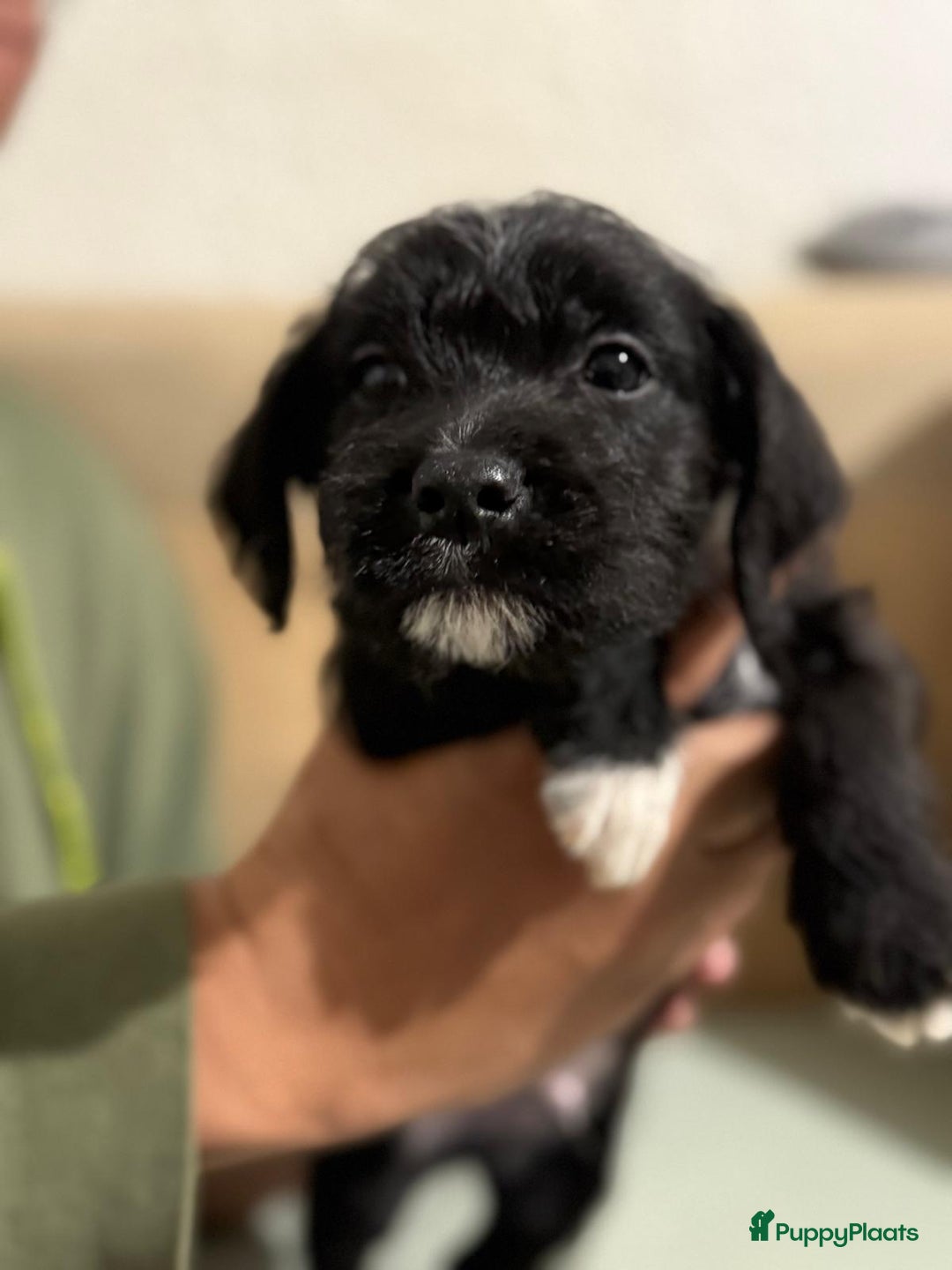 Kruising honden te koop: Eenmalig  engelse staff en lagotto romagnolo mix  - Advertentie 6