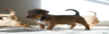 Jack Russel Terriër Puppy 3