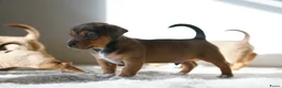Jack Russel Terriër honden te koop: Stoere Jack Russel pups beschikbaar - Advertentie 9