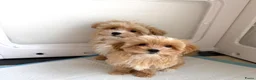 Maltipoo honden te koop: Mini maltipoo f1 , lief, speels en gezond - Advertentie 3