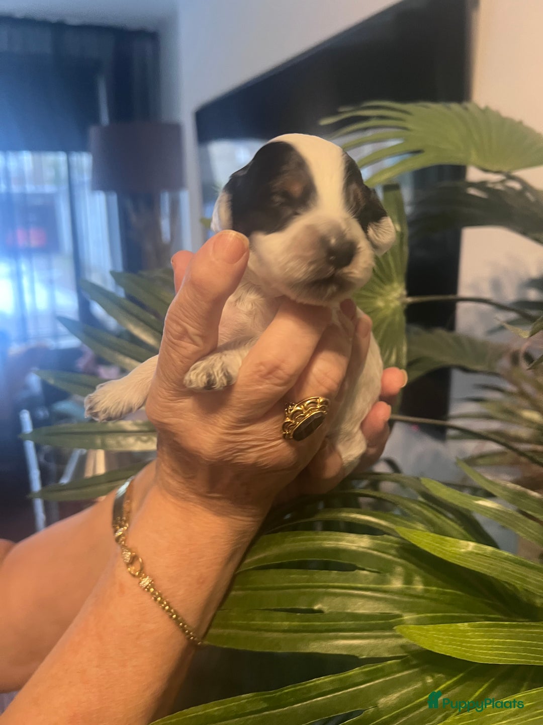 Cockapoo honden te koop: Cockapoo pups geboren  - Advertentie 18