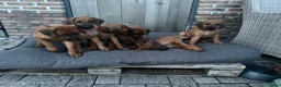 Rhodesian Ridgeback honden te koop: 10 prachtige Rhodesian Ridgeback pups te koop - Advertentie 19