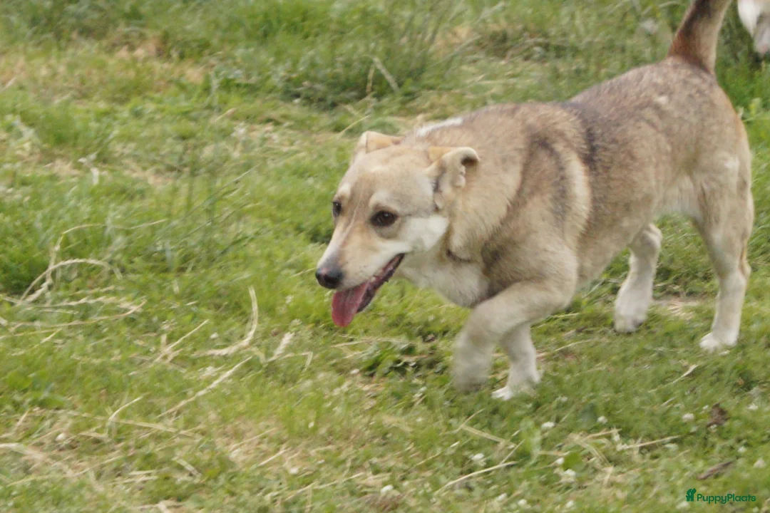 Kruising honden ter adoptie: super duo in Ridderkerk - Advertentie 13