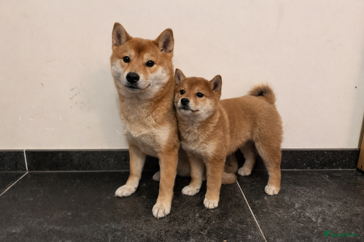 Shiba honden Shiba Inu te koop - Advertentie 2