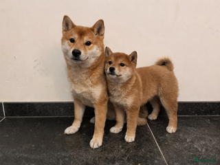 Shiba honden Shiba Inu te koop - Advertentie 2