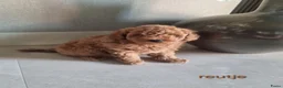 Poedel Toy honden te koop: Toypoedel pups 6 weken oud - Advertentie 4