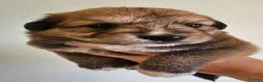 Reu 3