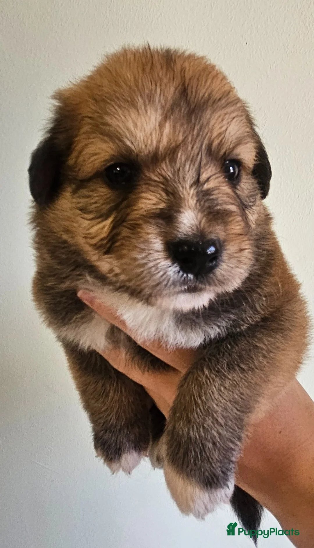 Kruising honden te koop: NSDT  x Australian Shepherd  - Advertentie 10