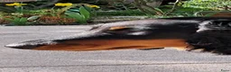 Teckel (langhaar) honden te koop: Dwerg teckel 9 maanden oud puppy cursus inbegrepen - Advertentie 4