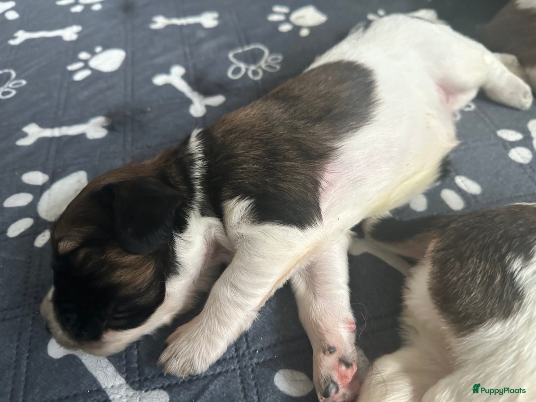 Kruising honden te koop: Nog 2 knuffelbare kruising puppy’s beschikbaar  - Afbeelding 32