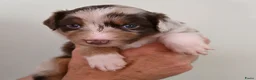 Australian Shepherd honden te koop: Australian Shepherd pups - Advertentie 6