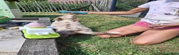 Australian Shepherd honden te koop: Raszuivere Australian Shepherd pups, getest ouders - Advertentie 5