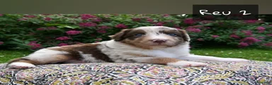 Australian Shepherd reu 2