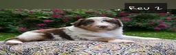 Australian Shepherd honden te koop: Australian Shepherd pups - Advertentie 27