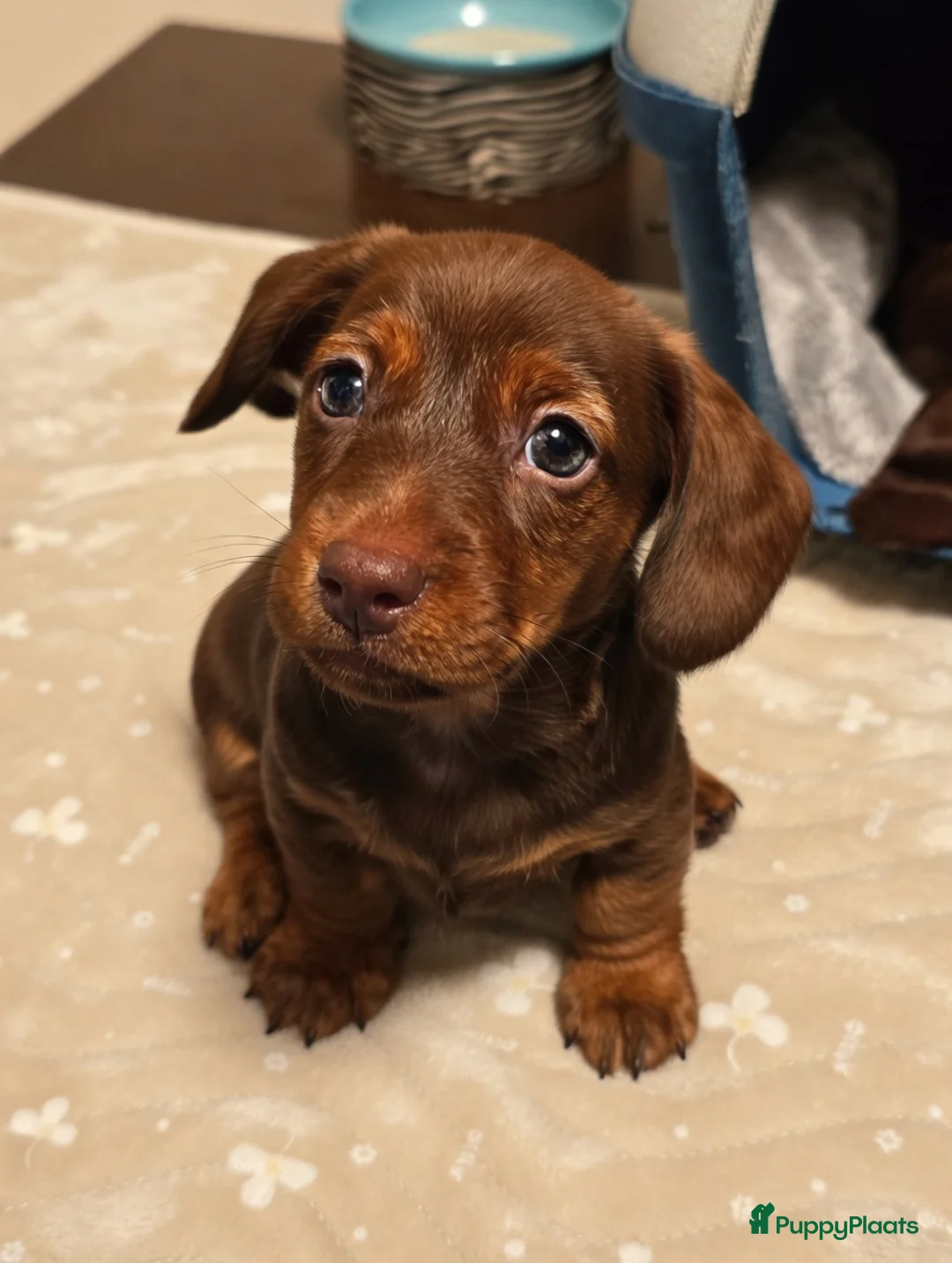 Teckel (korthaar)  honden te koop: Lieve teckel pupjes in Amsterdam - Advertentie 5