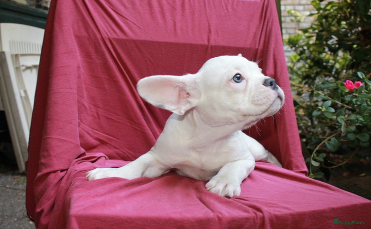 Franse Bulldog honden - Advertentie 9