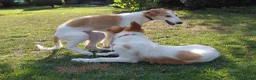 Barsoi honden te koop: Borzoi-teef uit FCI-kennel zoekt lief thuis  - Advertentie 19