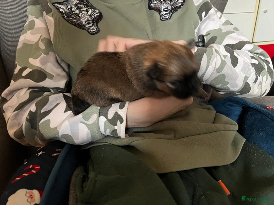 Pomchi honden te koop: Lieve Pomchi pups - Advertentie 26